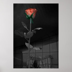 Rose und Reflektion, Las Vegas Poster