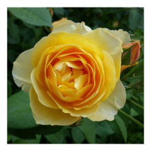 Rose und Rosebud Poster