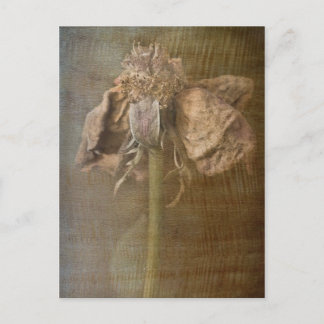 Rose und Rost Nr. 3 Postkarte