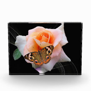 Rose und Schmetterling Fotoblock