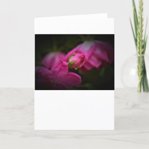 Rose und Seile, Karte