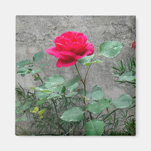 Rose und Stein Magnet