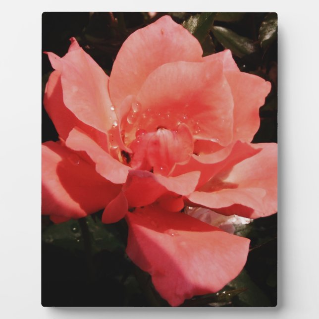 Rose und Tauchen Fotoplatte (Vorderseite)
