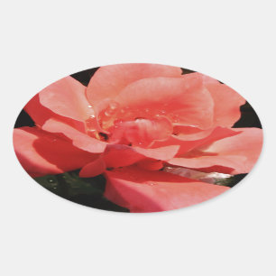 Rose und Tauchen Ovaler Aufkleber