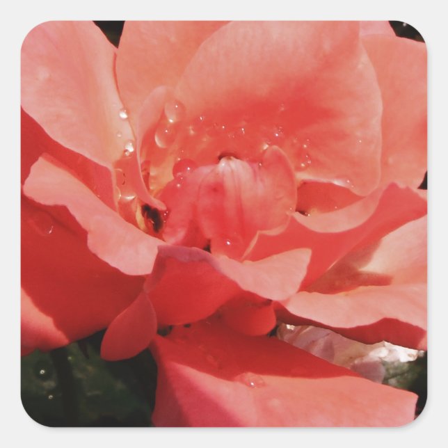 Rose und Tauchen Quadratischer Aufkleber (Vorderseite)