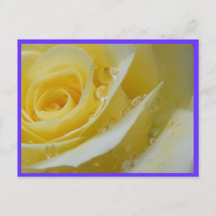 Rose und Wassertropfen Postkarte