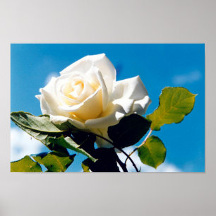 Rose unter blauem Himmelsposter Poster