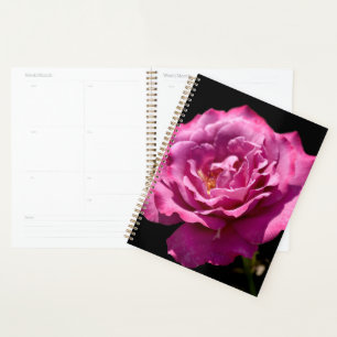 Rose Visage Angel Haut