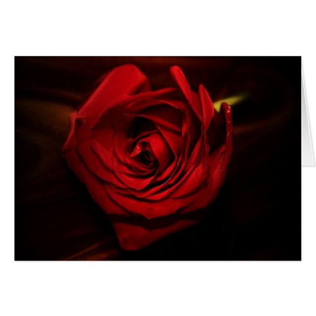 "Rose" von Larry Coressel (Vorderseite (Horizontal))