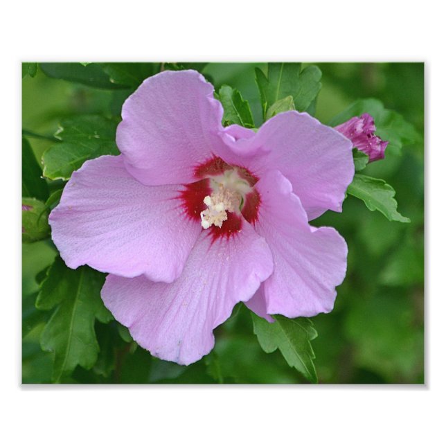 Rose von Sharon-Foto Fotodruck (Vorne)