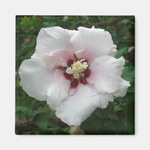 Rose von Sharon-Magneten Magnet