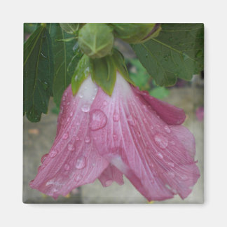 Rose von Sharon Petals mit Raindrops Magnet