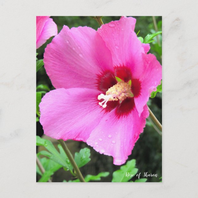 Rose von Sharon [Postkarte] Postkarte (Vorderseite)