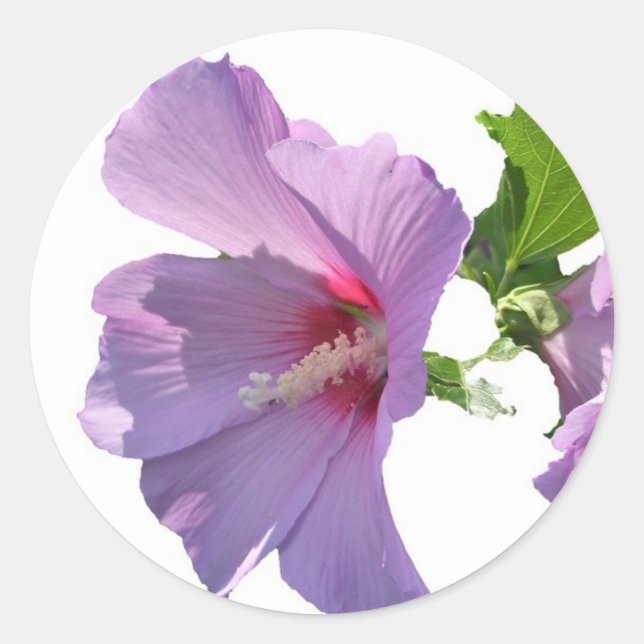 Rose von Sharon Sticker (Vorderseite)