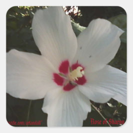 ROSE VON SHARON STICKER