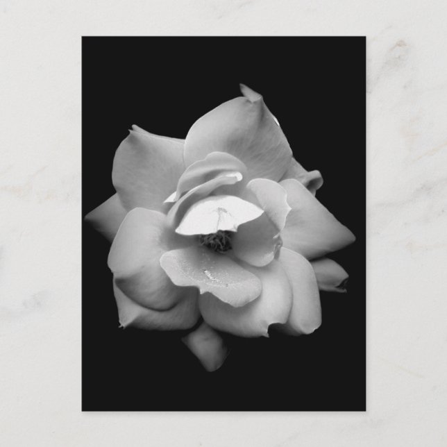 Rose von Singles in Schwarz und Weiß Postkarte (Vorderseite)