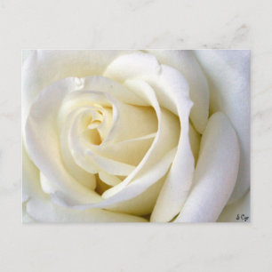 Rose White Postkarte