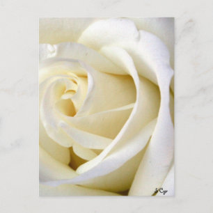 Rose White Postkarte