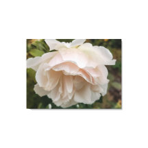 Rose with raindrops