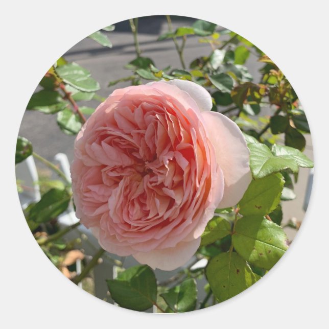 Rose x centifolia (Rosier de mai) autocollant (Devant)
