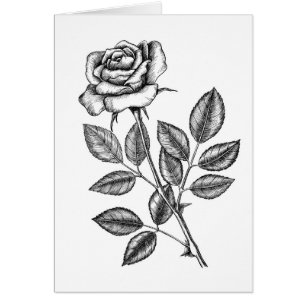 ROSE ZEICHN 2