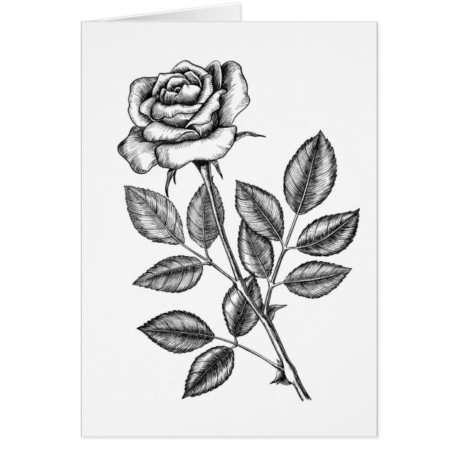 ROSE ZEICHN 2 (Vorne)