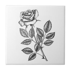 ROSE ZEICHN 2 FLIESE