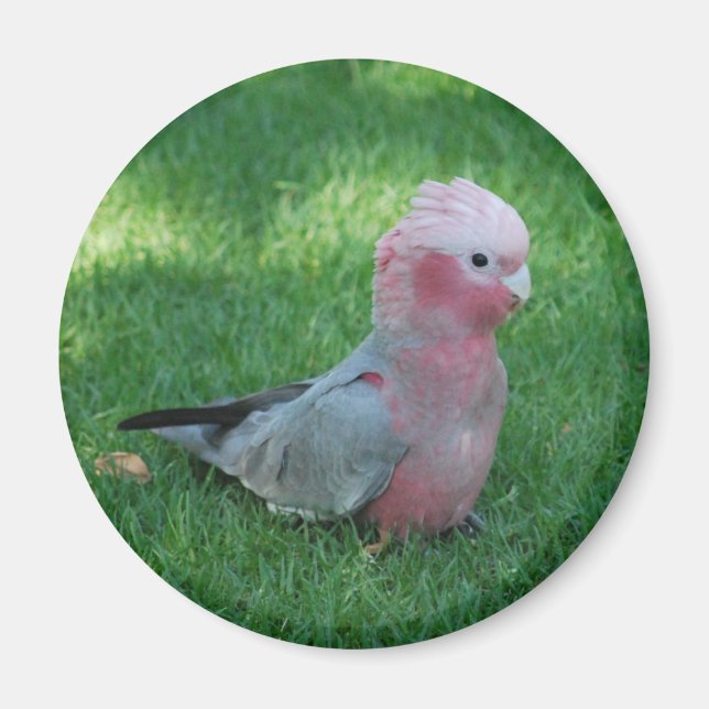 Roseate Cockatoo Magnet (Vorne)