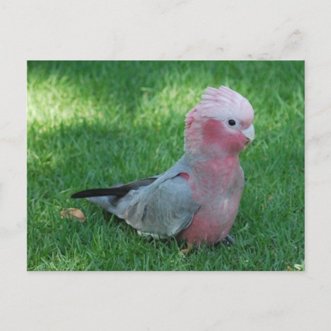 Roseate Cockatoo Postcard Postkarte (Vorderseite)