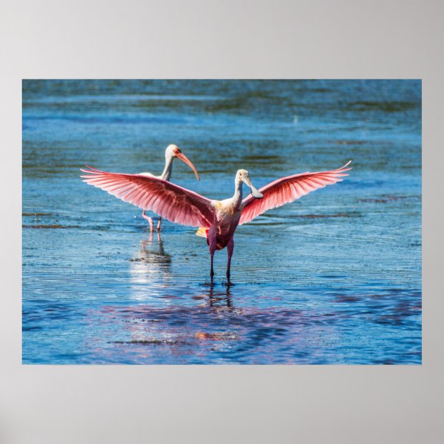 Roseate Spoonbill 28 x 20 Archival Heavy Wgt Papie Poster (Vorne)