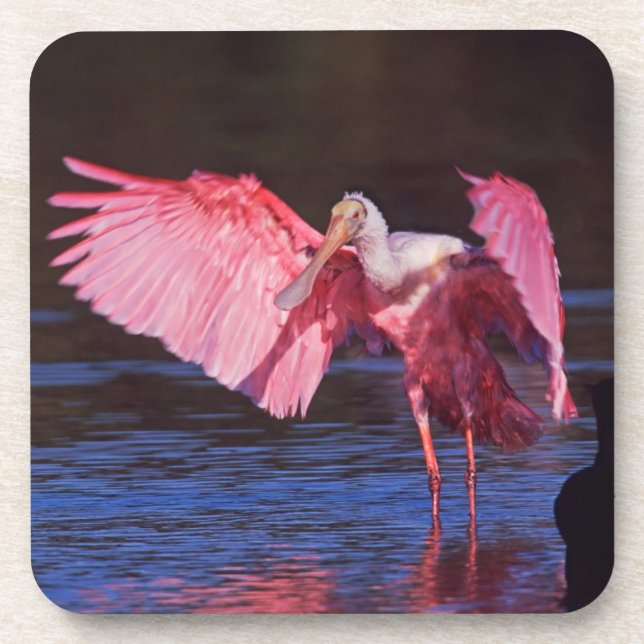 Roseate Spoonbill (Ajaia ajaja) mit Kormorant Getränkeuntersetzer (Vorderseite)