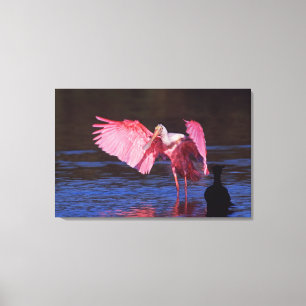 Roseate Spoonbill (Ajaia ajaja) mit Kormorant Leinwanddruck