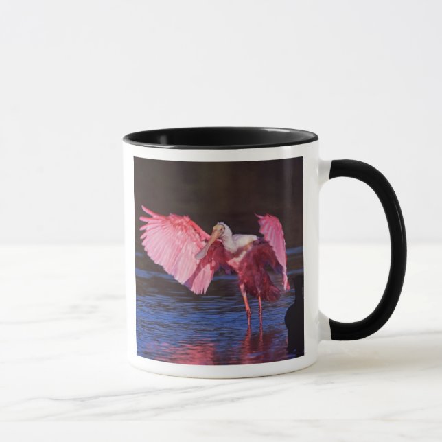 Roseate Spoonbill (Ajaia ajaja) mit Kormorant Tasse (Rechts)