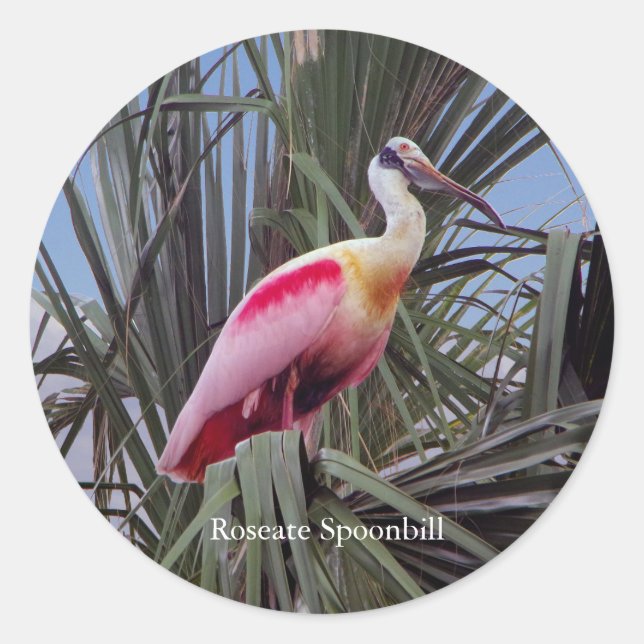 Roseate Spoonbill Aufkleber (Vorderseite)