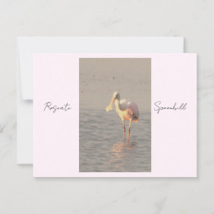Roseate Spoonbill Bird Foto Postcard Postkarte
