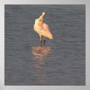 Roseate Spoonbill Bird Foto Poster
