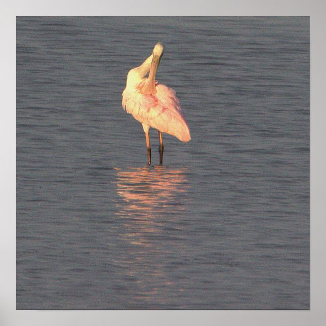 Roseate Spoonbill Bird Foto Poster (Vorne)