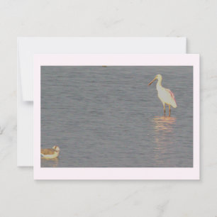Roseate Spoonbill Bird Postcard Postkarte