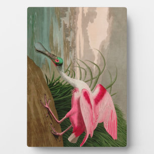 Roseate Spoonbill Birds of America Audubon Print Fotoplatte