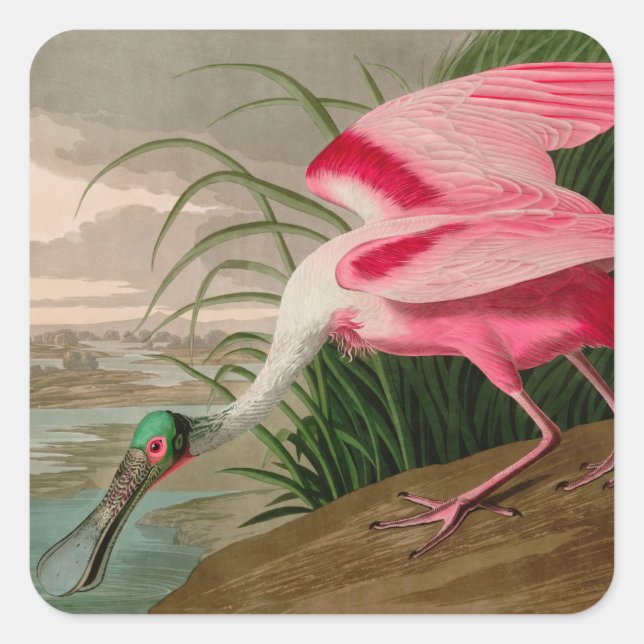Roseate Spoonbill Birds of America Audubon Print Quadratischer Aufkleber (Vorderseite)