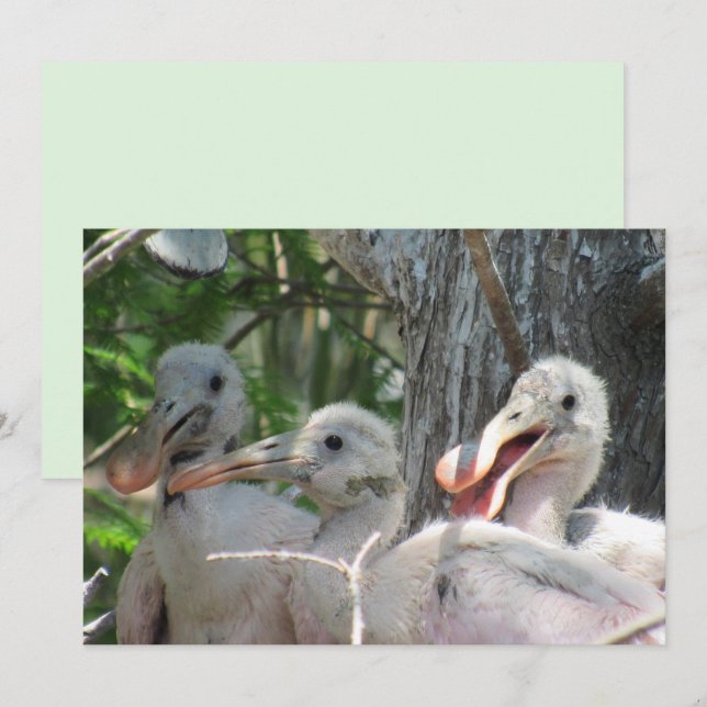 Roseate Spoonbill Chicks Flat Card (Vorne/Hinten)
