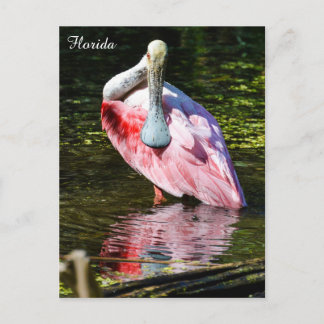 Roseate Spoonbill in Florida Postkarte