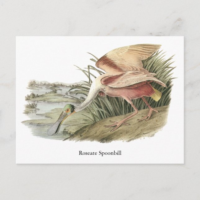 Roseate Spoonbill, John Audubon Postkarte (Vorderseite)