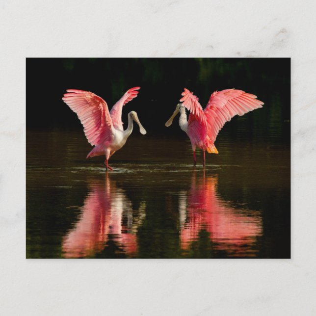 Roseate Spoonbill Mating Dance Postkarte (Vorderseite)