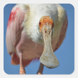 Roseate Spoonbill mit großem Schnabel Quadratischer Aufkleber