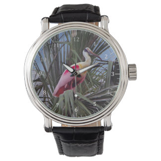 Roseate Spoonbill montre