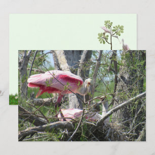Roseate Spoonbill Nesting Flat Card
