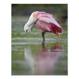 Roseate Spoonbill (Platalea ajaja) 11 x 14 Fotodruck