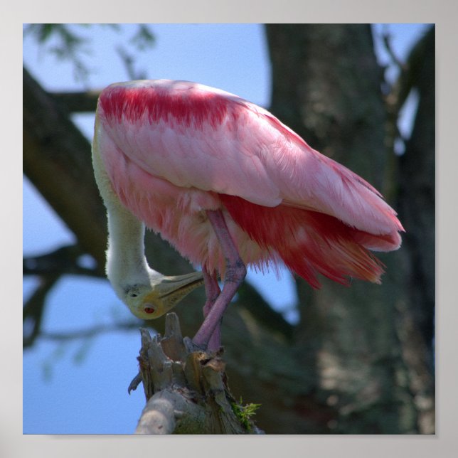 Roseate Spoonbill Poster (Vorne)