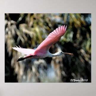 Roseate Spoonbill Poster